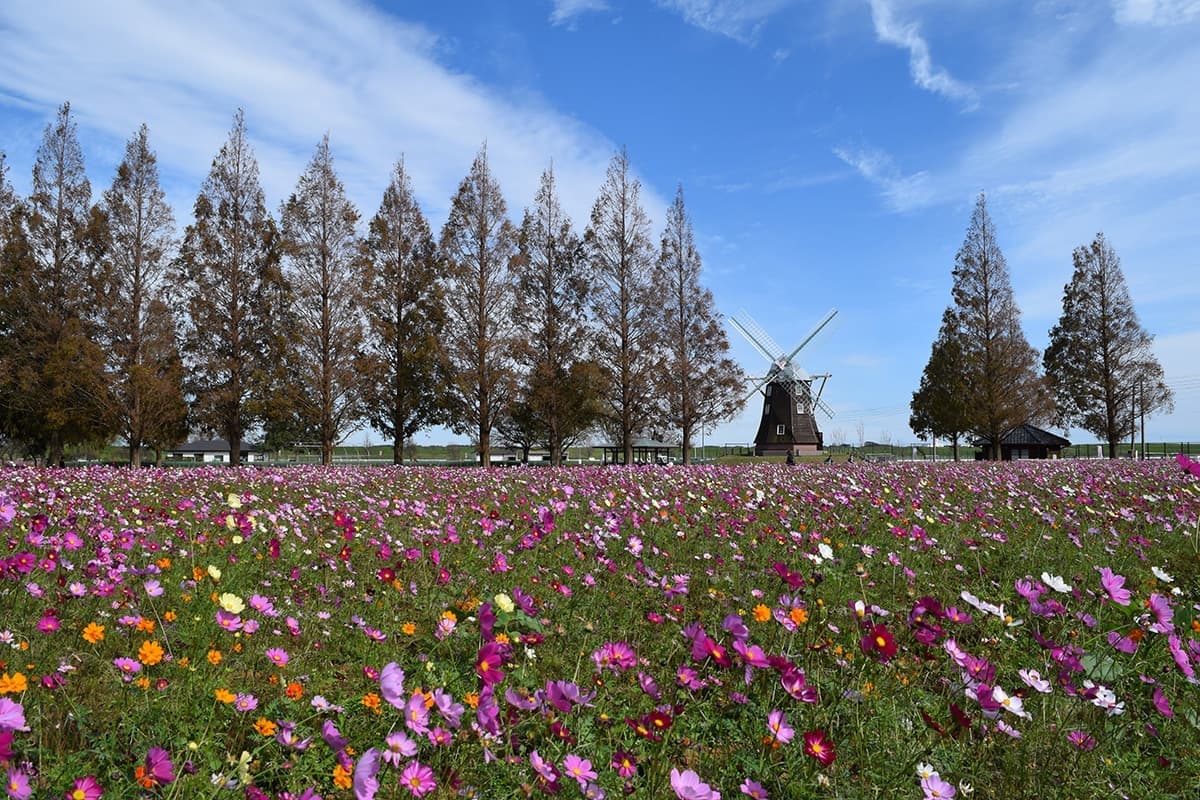 こすもす畑の写真